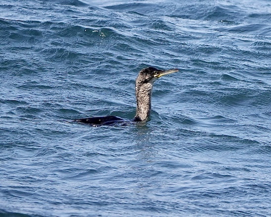 shag